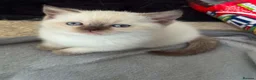 Scottish Fold cats for sale: Scottish Fold Healthy Playful Kittens Available - Advert 5