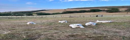 West Highland Terrier dogs for sale: 5 Gorgeous KC Registered West Highland Terriers - Advert 11