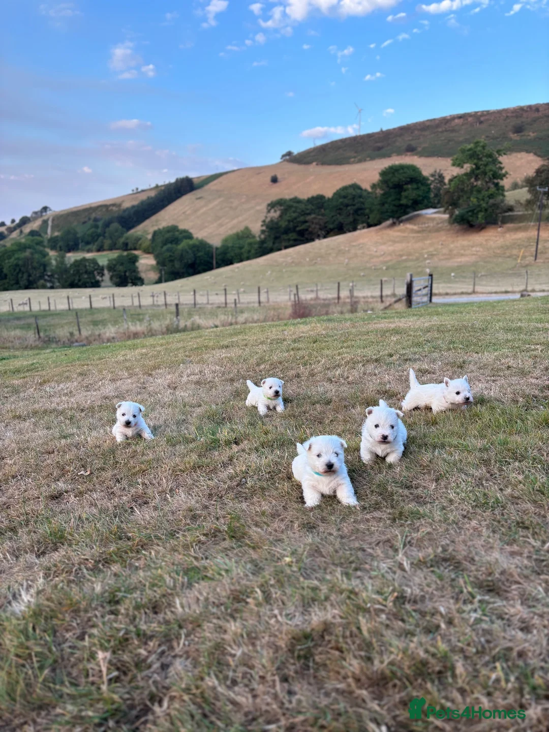 West Highland Terrier dogs for sale: 5 Gorgeous KC Registered West Highland Terriers - Advert 11