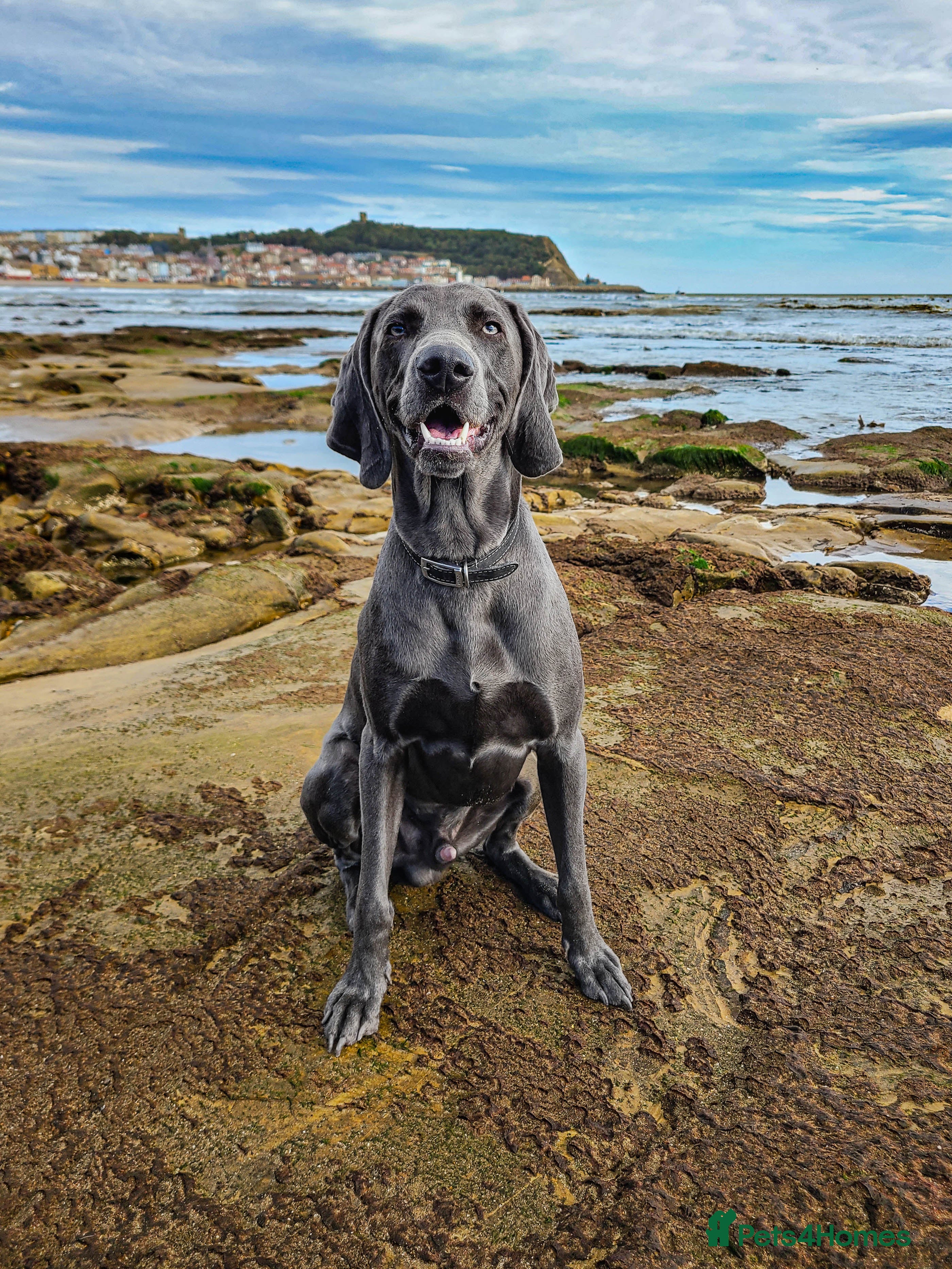 Weimaraner dogs No Cost 1 Year Old Blue Weimaraner For Stud - Advert 1