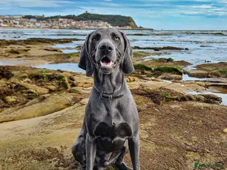 Weimaraner dogs No Cost 1 Year Old Blue Weimaraner For Stud - Advert 1