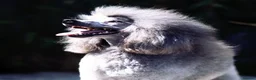 Miniature Poodle dogs for stud: Exceptional Crufts Qualified Silver mini poodle  - Advert 3