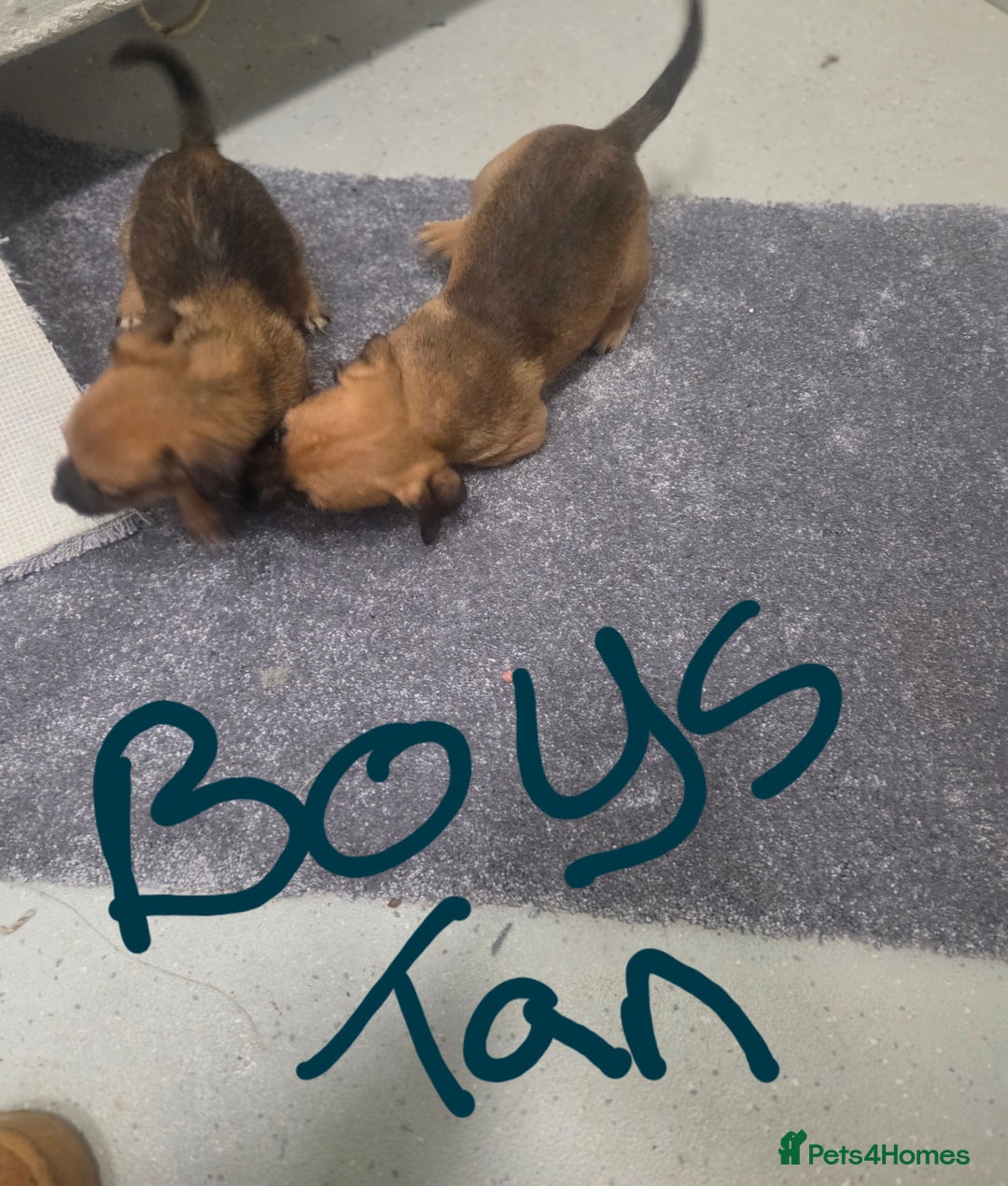 Jack Russell dogs for sale: Jack russell pups  - Image 2