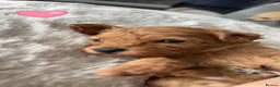 Cavapoo dogs for sale: Beautiful litter of cavapoo - Advert 1