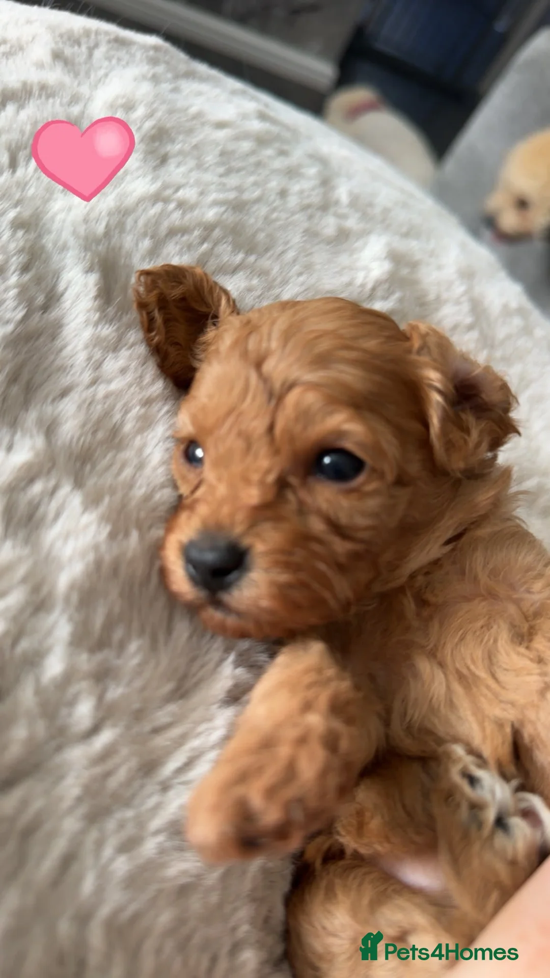 Cavapoo dogs for sale: Beautiful litter of cavapoo - Advert 1
