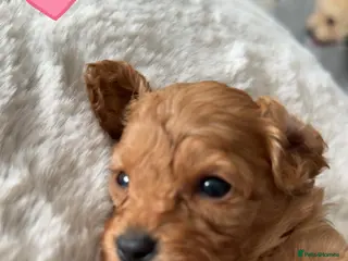 Cavapoo dogs Beautiful litter of cavapoo - Advert 2