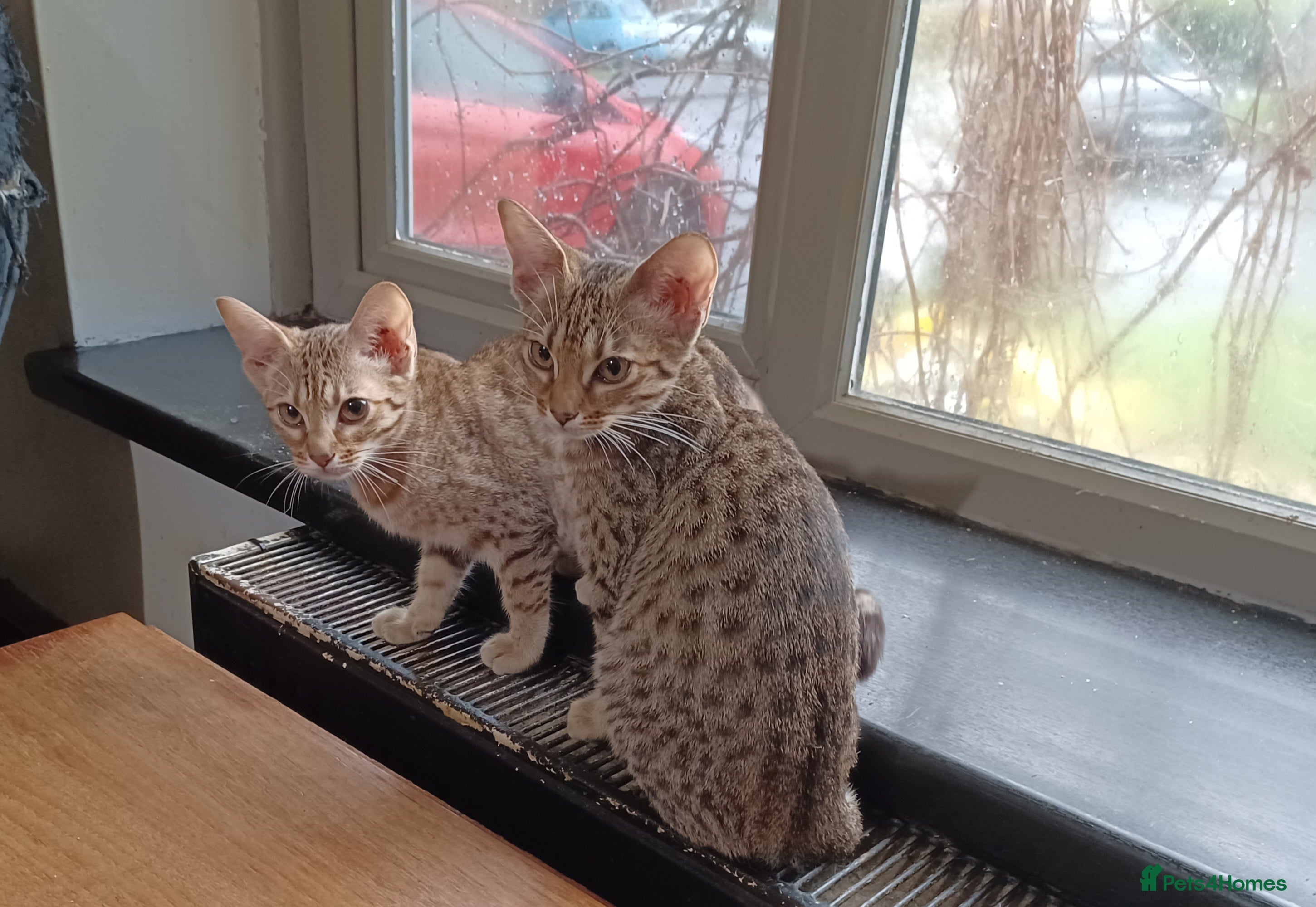Ocicat cats Three Beautiful Active Pedigree Ocicats - Advert 1