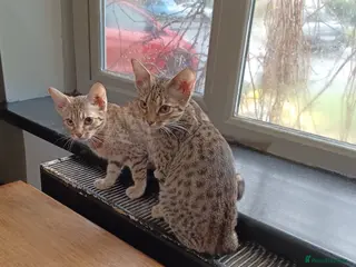 Ocicat cats Three Beautiful Active Pedigree Ocicats - Advert 1