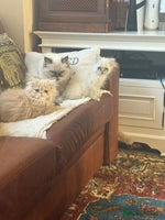 Persian cats - Advert 7