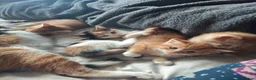 Mixed Breed cats for sale: Litter of 4 kittens  - Advert 9