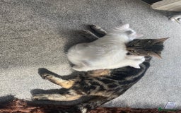 Domestic Shorthair cats for sale: Kittens  - Image 4