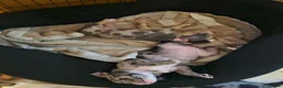 American Bully dogs for sale: Pocket bully  - Advert 3