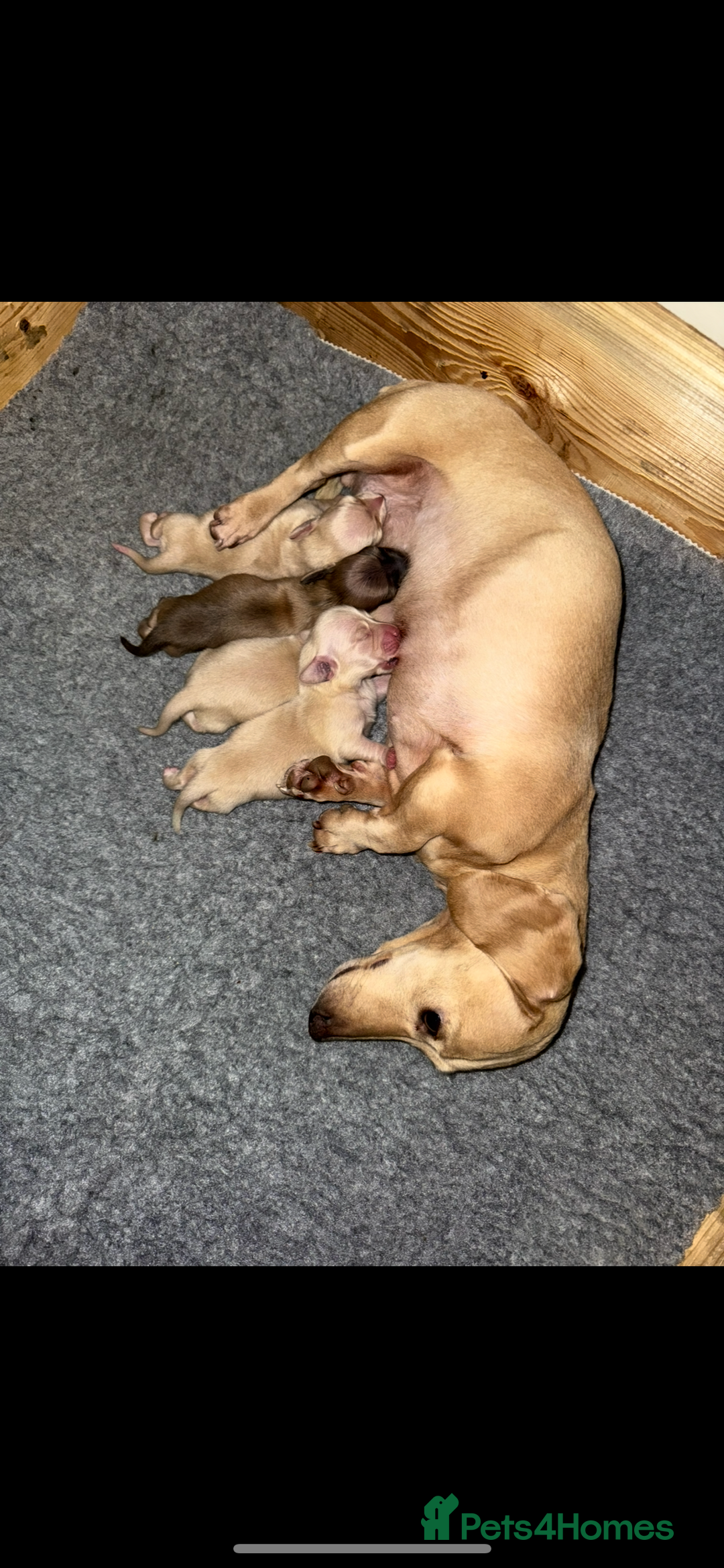 Dachshund dogs for sale: Stunning litter-cream miniature dachshund puppies - Advert 9