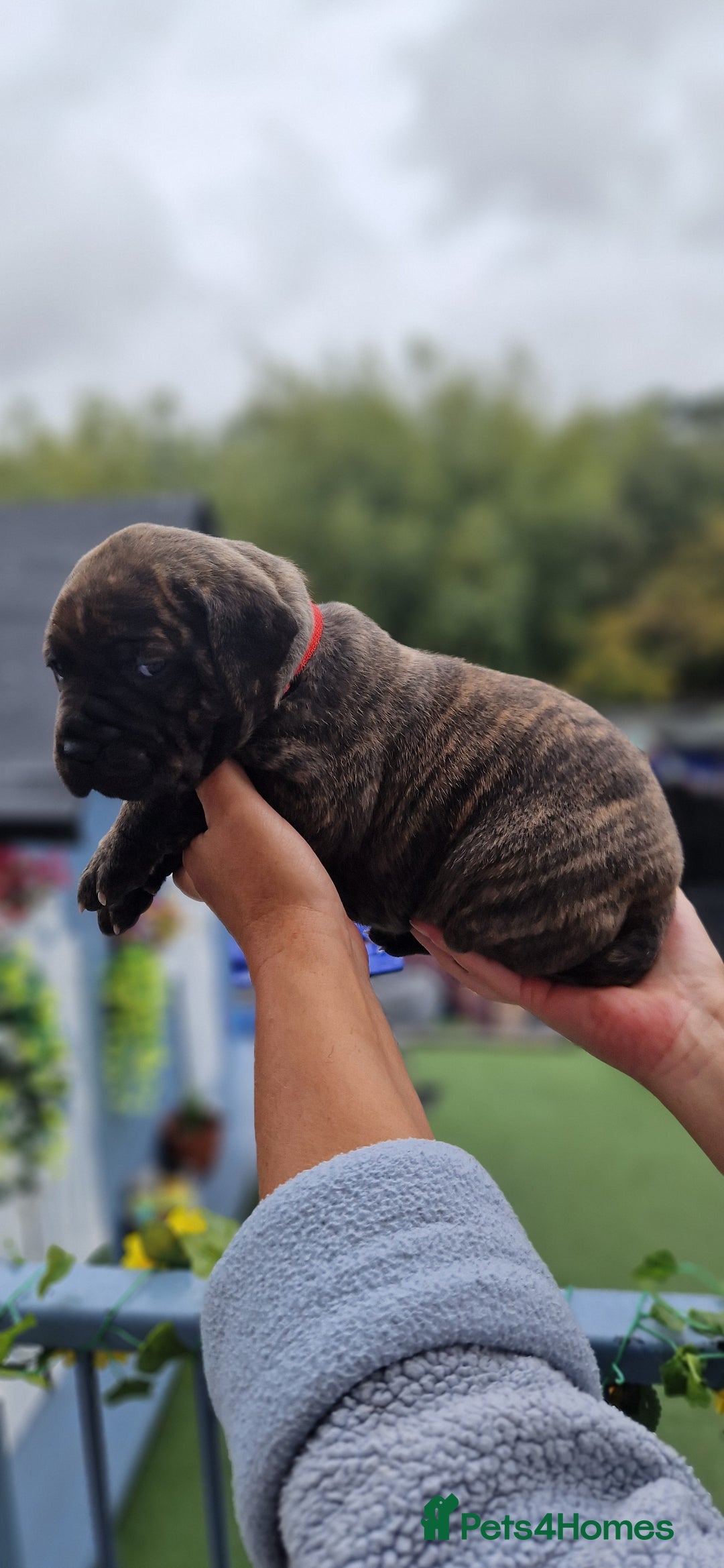 Mixed Breed dogs for sale: cane corso x mastiff pups for sale - Image 13