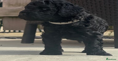Labradoodle dogs - Advert 16