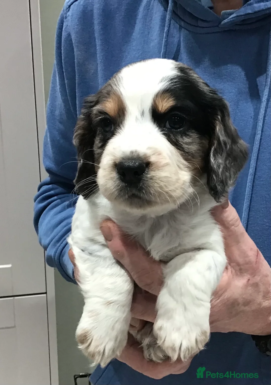 Cocker Spaniel dogs for sale: ABSOLUTELY STUNNING COCKER SPANIEL PUPPIES  - Advert 10