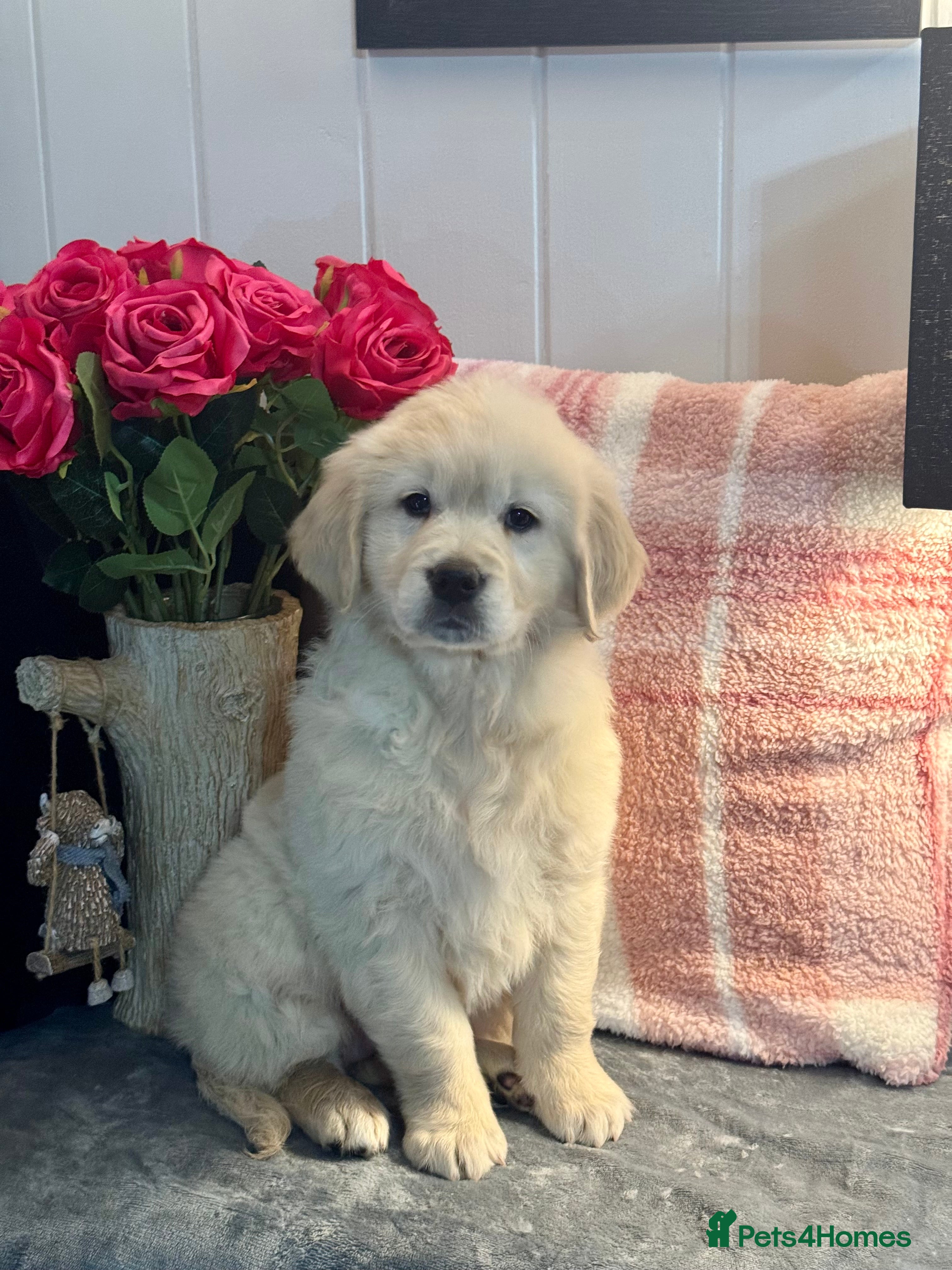 Golden Retriever dogs 8 kc reg gorgeous cream golden retriever puppies  - Advert 1