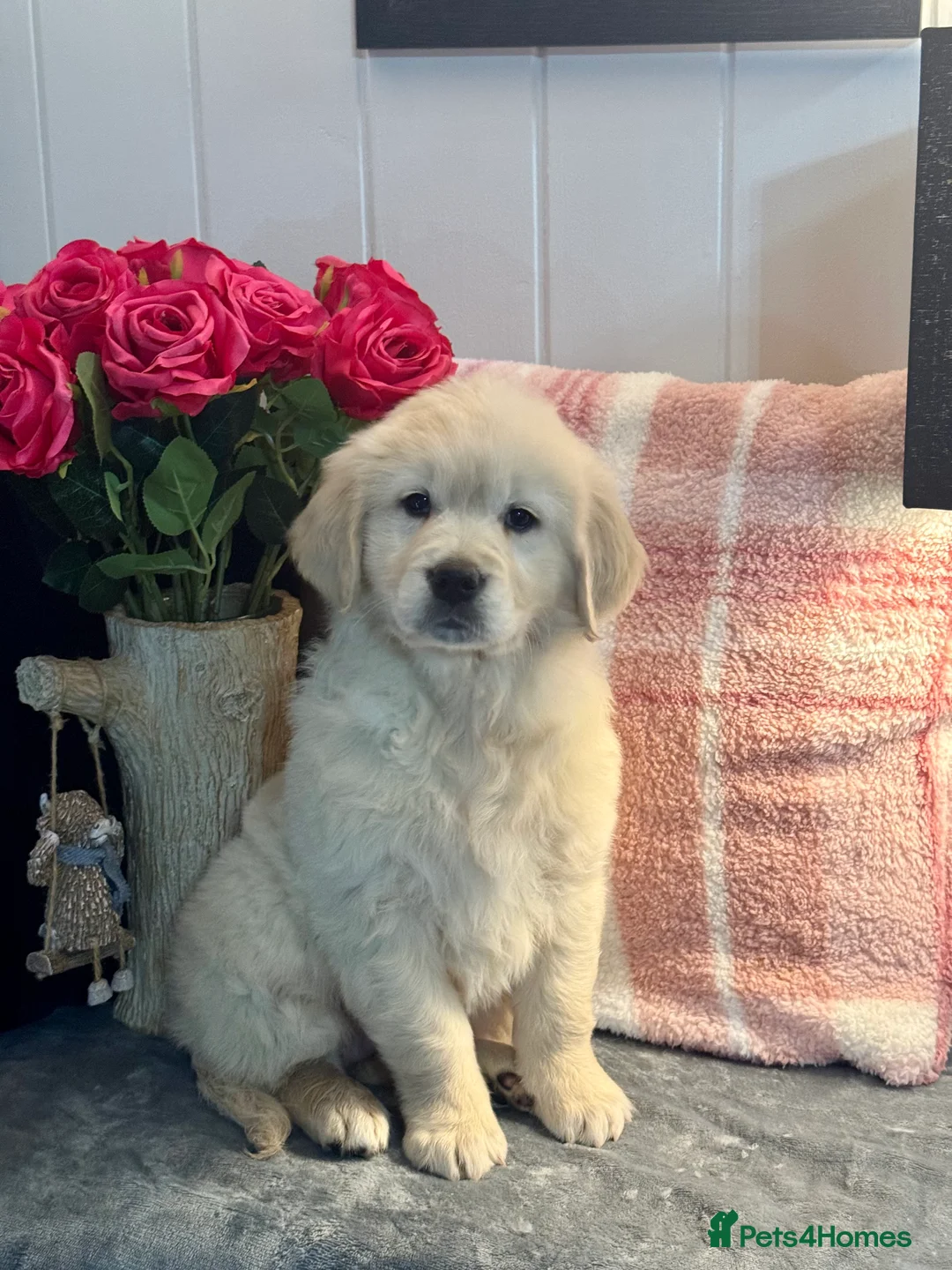 Golden Retriever dogs for sale: 8 kc reg gorgeous cream golden retriever puppies  - Advert 1