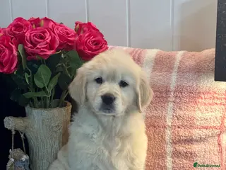 Golden Retriever dogs 8 kc reg gorgeous cream golden retriever puppies - Advert 1
