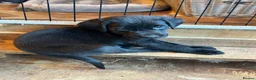 Labrador Retriever dogs for sale: Silver Labrador puppies in Stoke-on-Trent - Advert 5