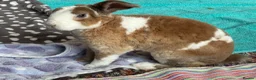Mini Lop rabbits for sale: Pure Plush mini lop doe  - Advert 5