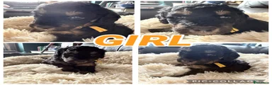 Mixed Breed 4