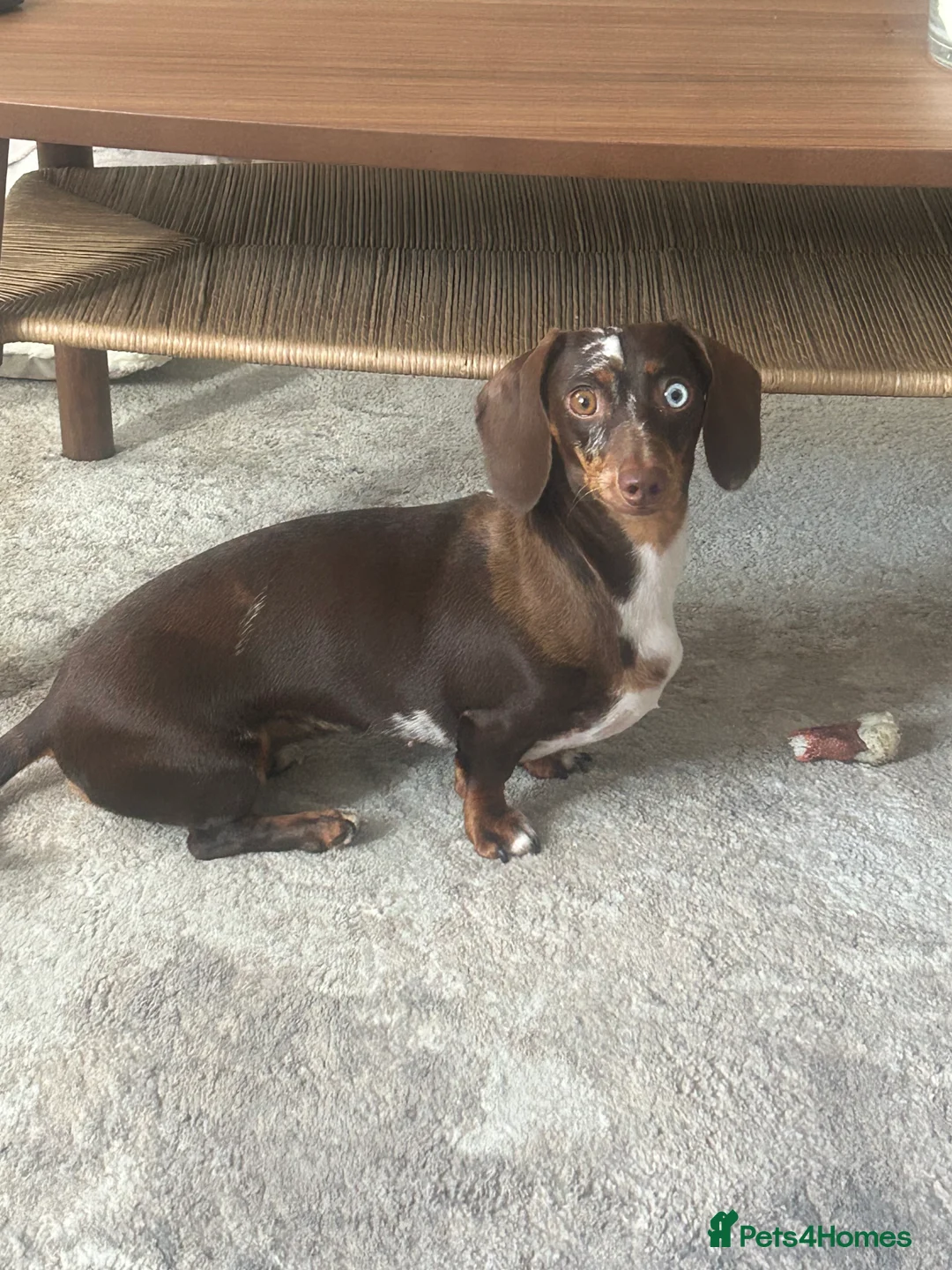 Miniature Dachshund dogs for sale: 4 beautiful miniature dachshund puppies - Advert 5