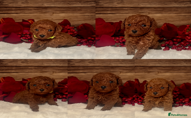 Toy Poodle dogs Outstanding toy/asain Poodles.  - Advert 1