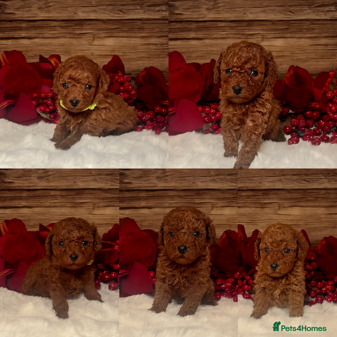 Toy Poodle dogs for sale: Outstanding toy/asain Poodles.  - Advert 1