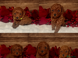 Toy Poodle dogs Outstanding toy/asain Poodles. - Advert 1