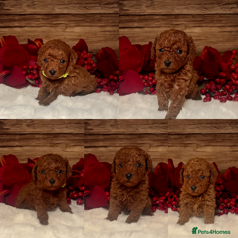 Toy Poodle dogs Outstanding toy/asain Poodles. - Advert 3