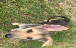 Shepsky dogs for sale: 2 beautiful Shepski puppies for sale  - Image 7
