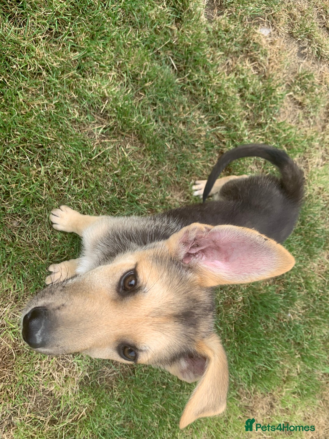 Shepsky dogs for sale: 2 beautiful Shepski puppies for sale  - Image 7