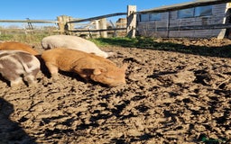Pig livestock for sale: Piglets - Advert 3