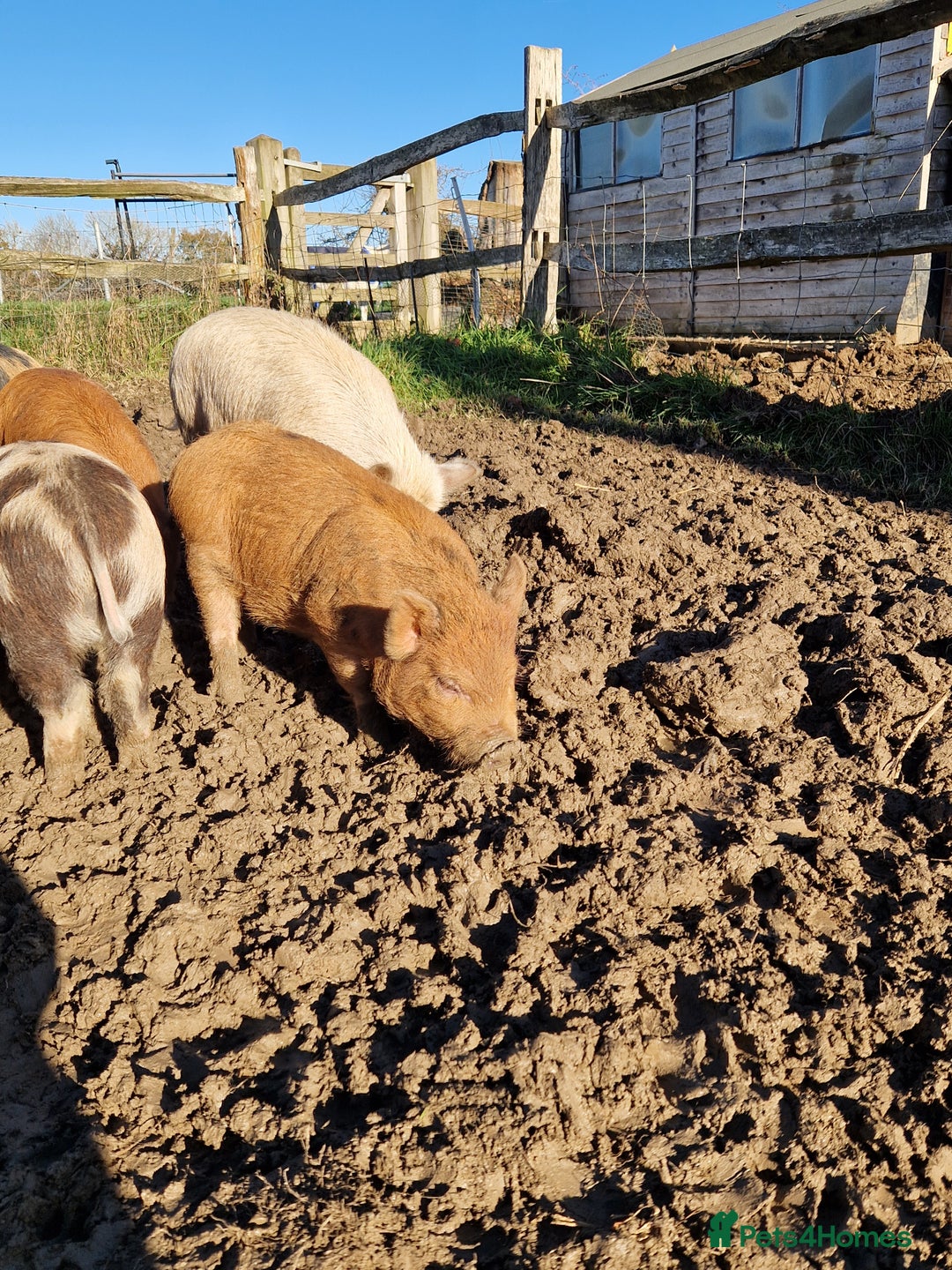 Pig livestock for sale: Piglets - Advert 3