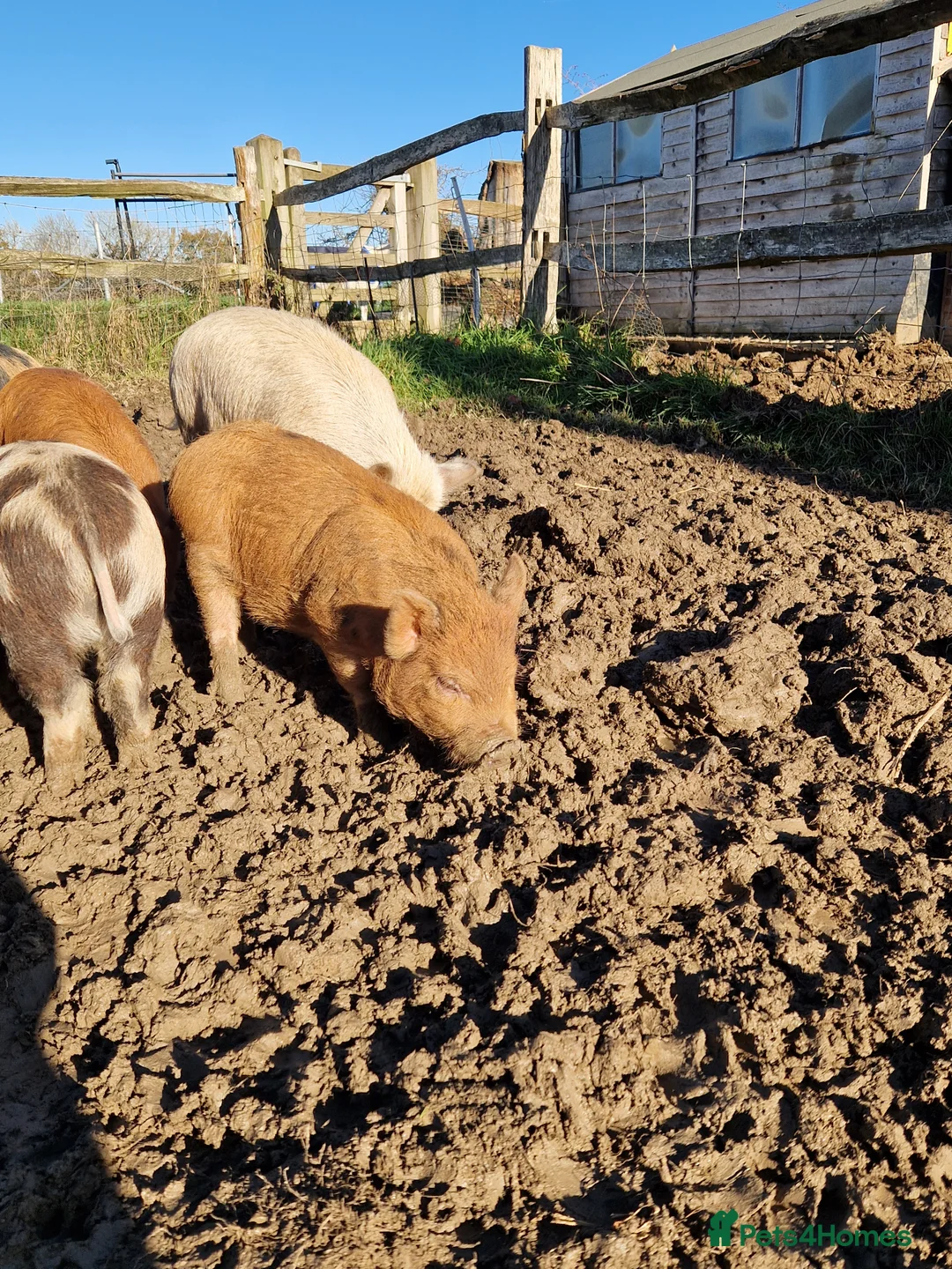 Pig livestock for sale: Piglets - Advert 3