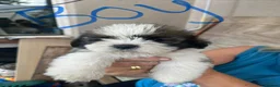 Shih Tzu dogs for sale: Pups for sale  in Northampton - Advert 2