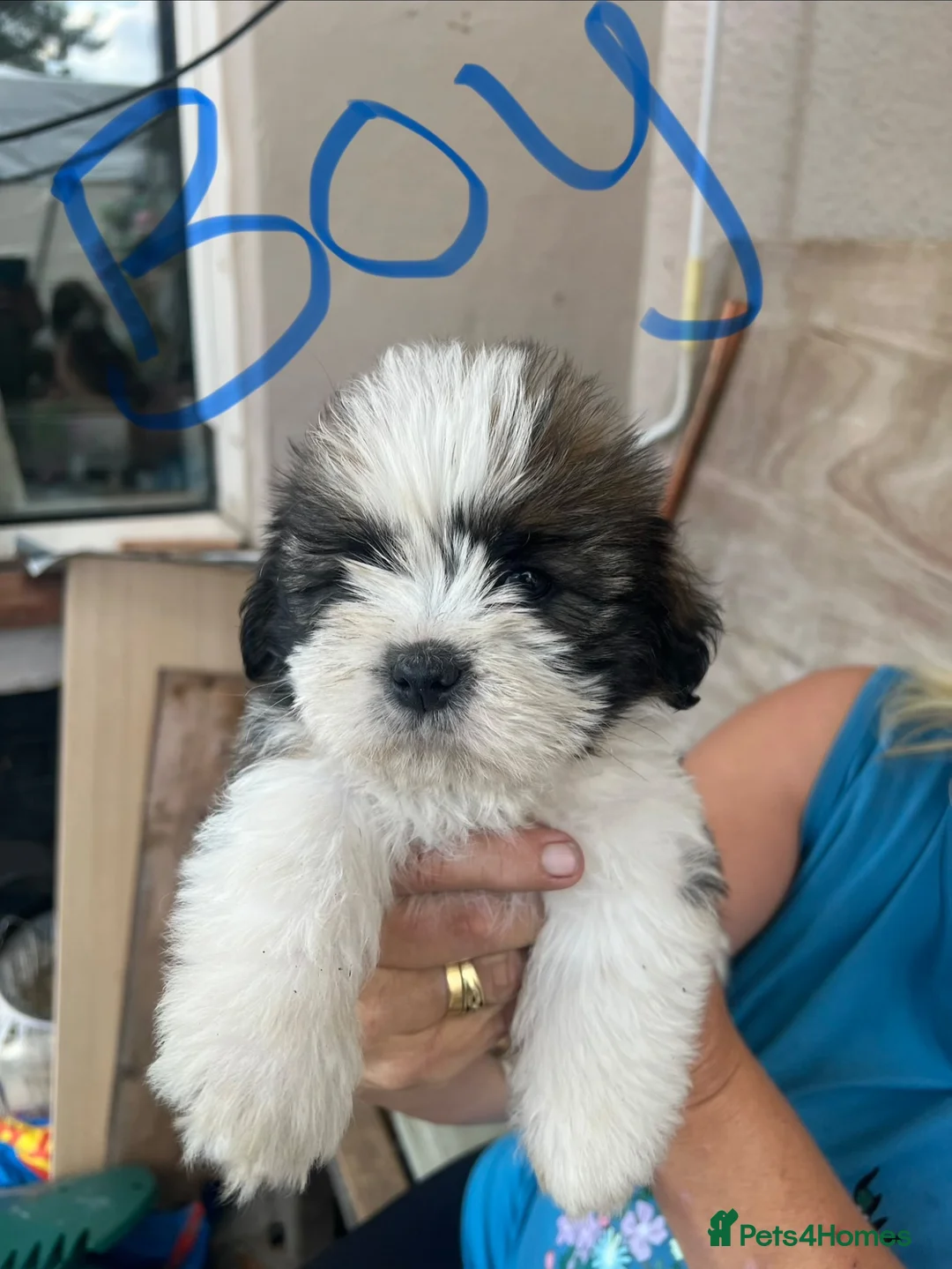 Shih Tzu dogs for sale: Pups for sale  in Northampton - Advert 2