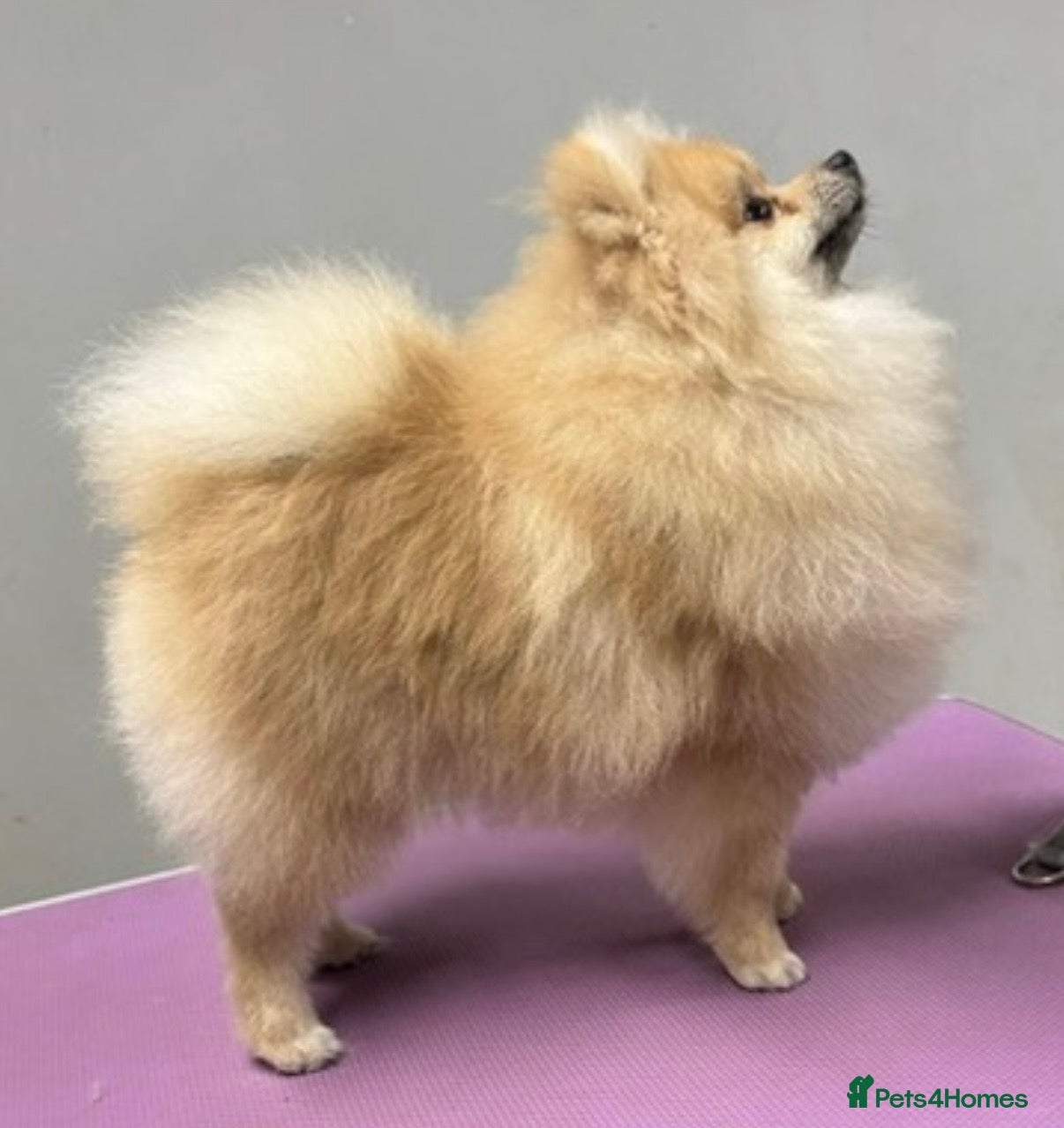 Pomeranian dogs KC registered Pomeranian available for stud  - Advert 12