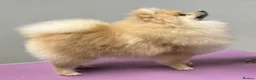 Pomeranian dogs for stud: KC registered Pomeranian available for stud  - Advert 1