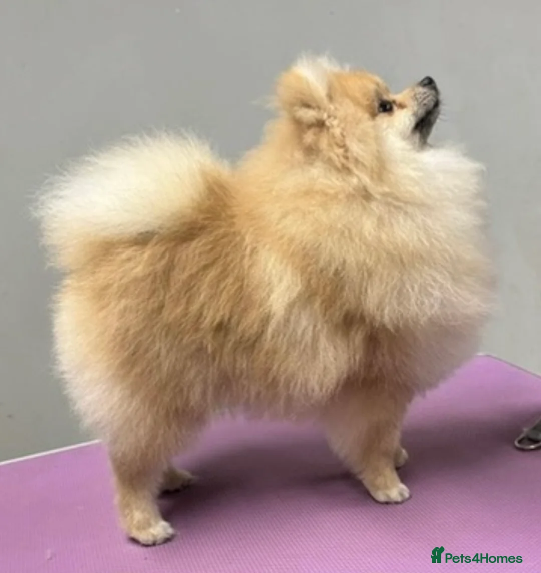 Pomeranian dogs for stud: KC registered Pomeranian available for stud  - Advert 1