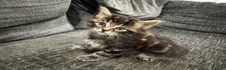 Bengal cats for sale: Bengal x Maine Coon Kittens - Advert 15