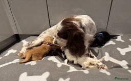 Cocker Spaniel dogs for sale: 😍🐾Show Type Spaniels,KC Reg,Health Tested🐾😍 - Image 5