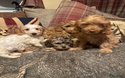 Cockapoo dogs for sale: 🐶 F1 Cockerpoo Puppies 🐶 - Image 4