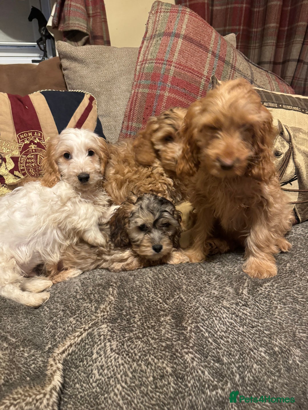 Cockapoo dogs for sale: 🐶 F1 Cockerpoo Puppies 🐶 - Image 4