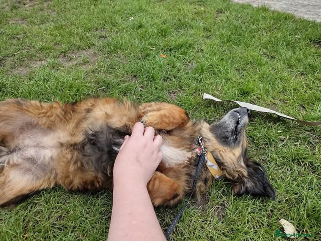 Mixed Breed dogs for sale: Dachshund x terrier - Image 2