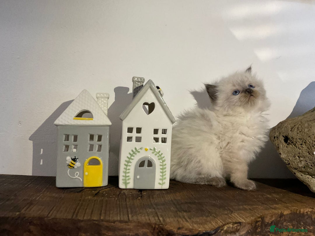 Ragdoll cats for sale: Beautiful Purebred Ragdoll Kittens  - Advert 10