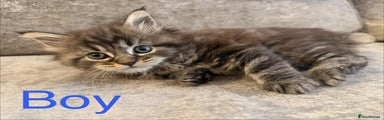 Maine Coon Kitten 1