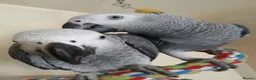 Parrots birds for sale: Fully tame African grey parrots. - Advert 2