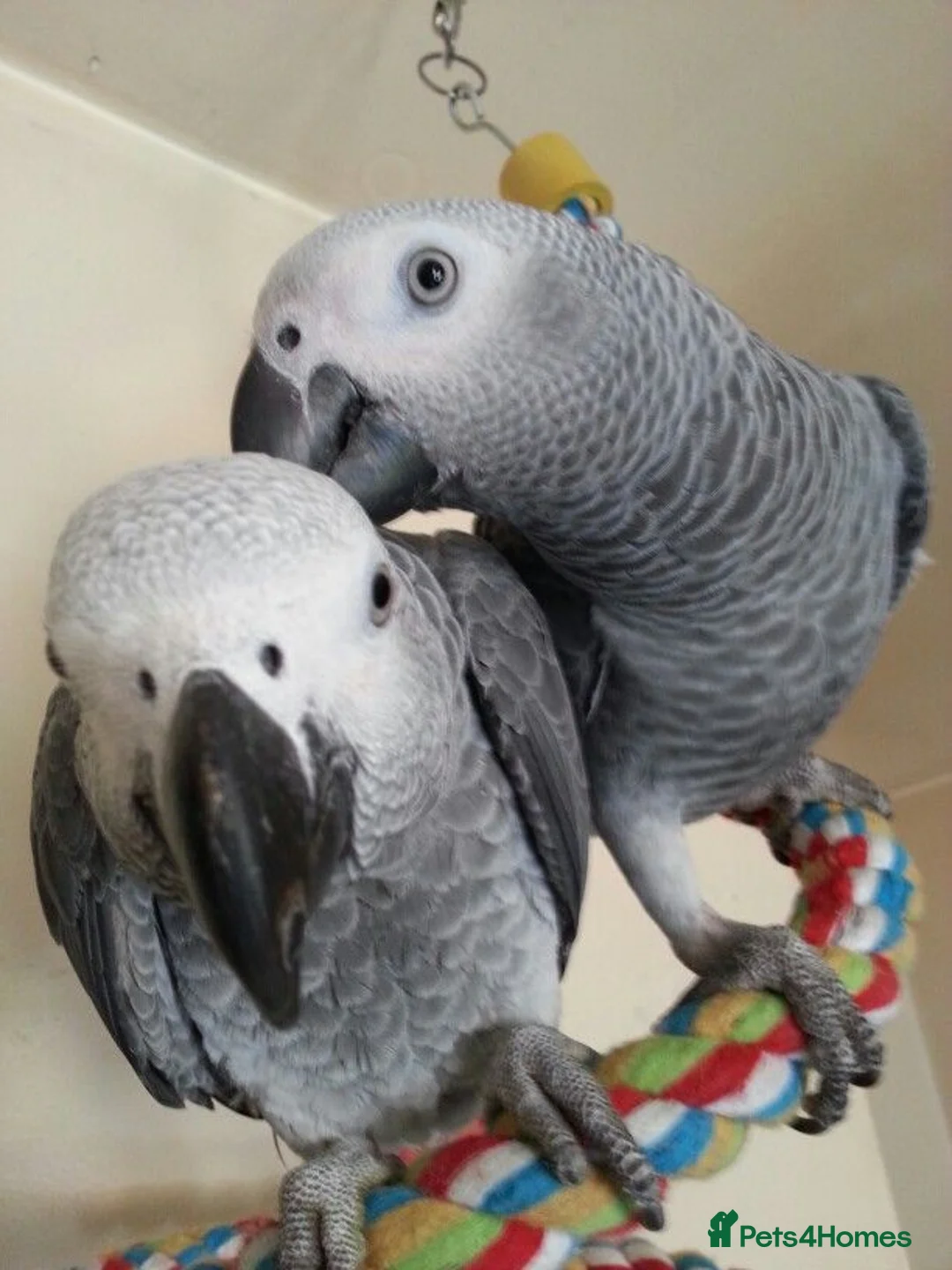 Parrots birds for sale: Fully tame African grey parrots. - Advert 2